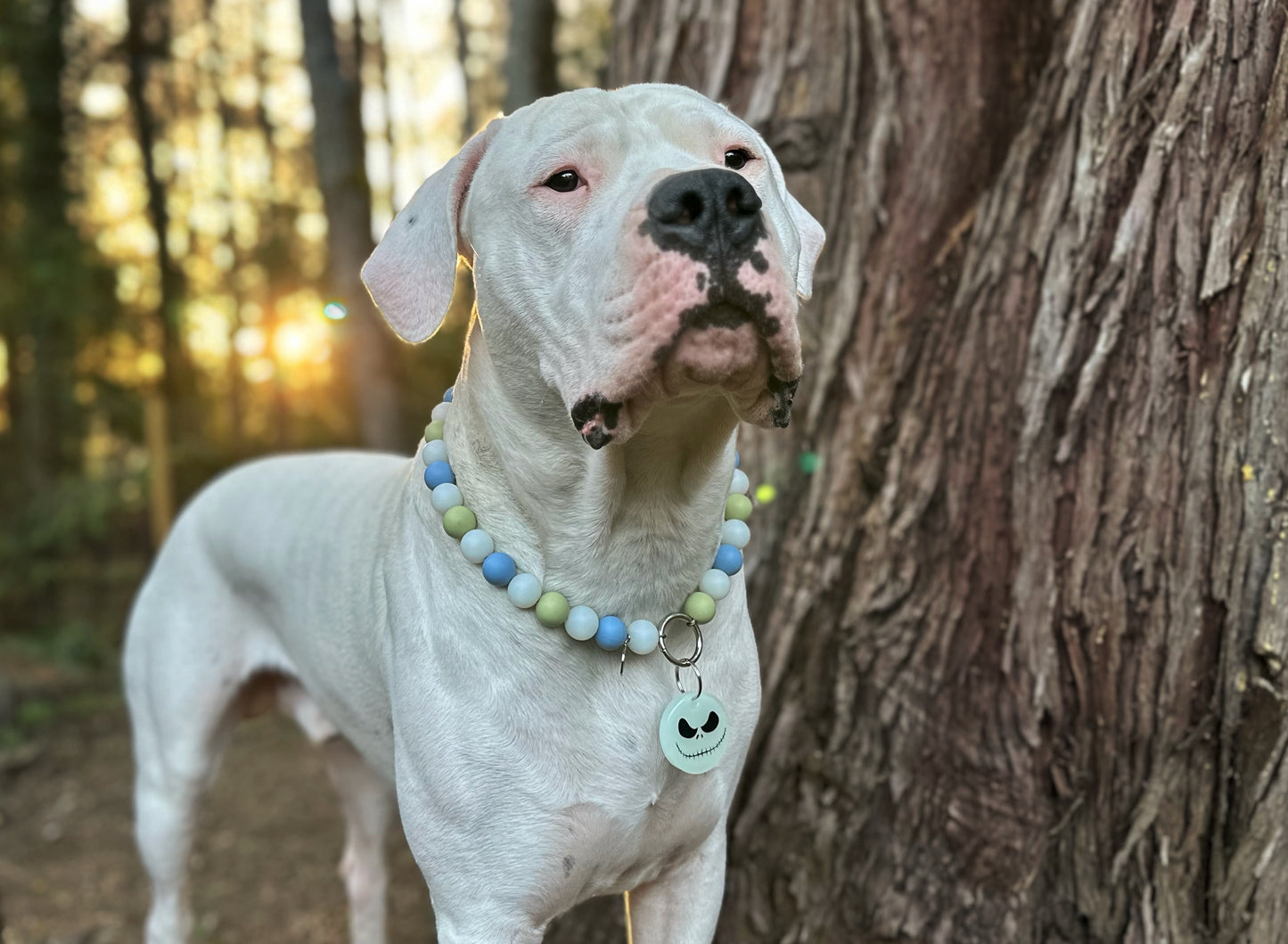 Pet ID Tags - Instagram