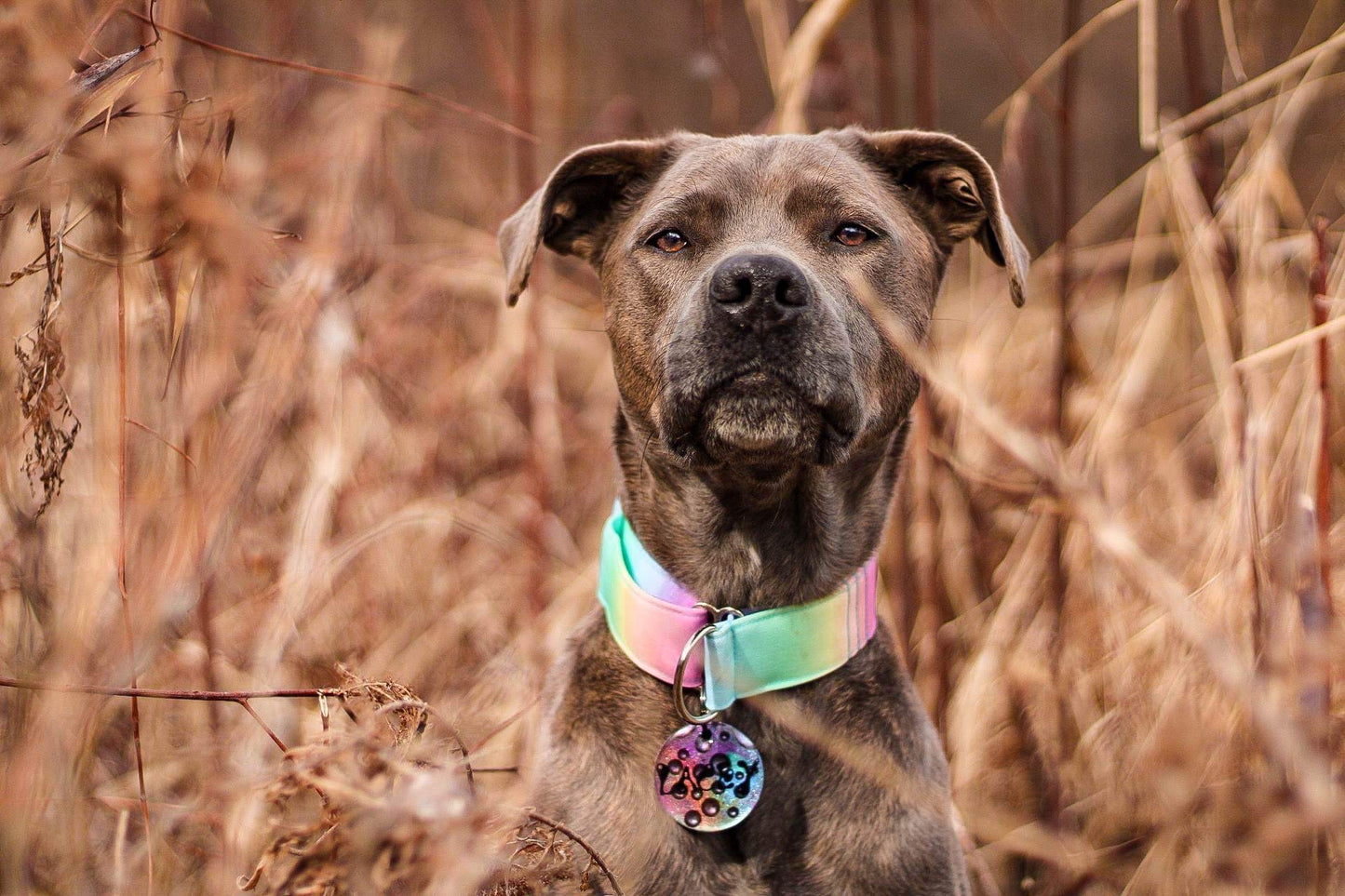 Pet ID Tags - Instagram